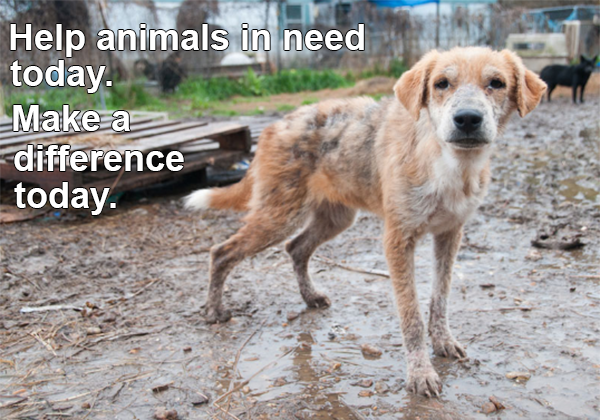 Dog in the rain image